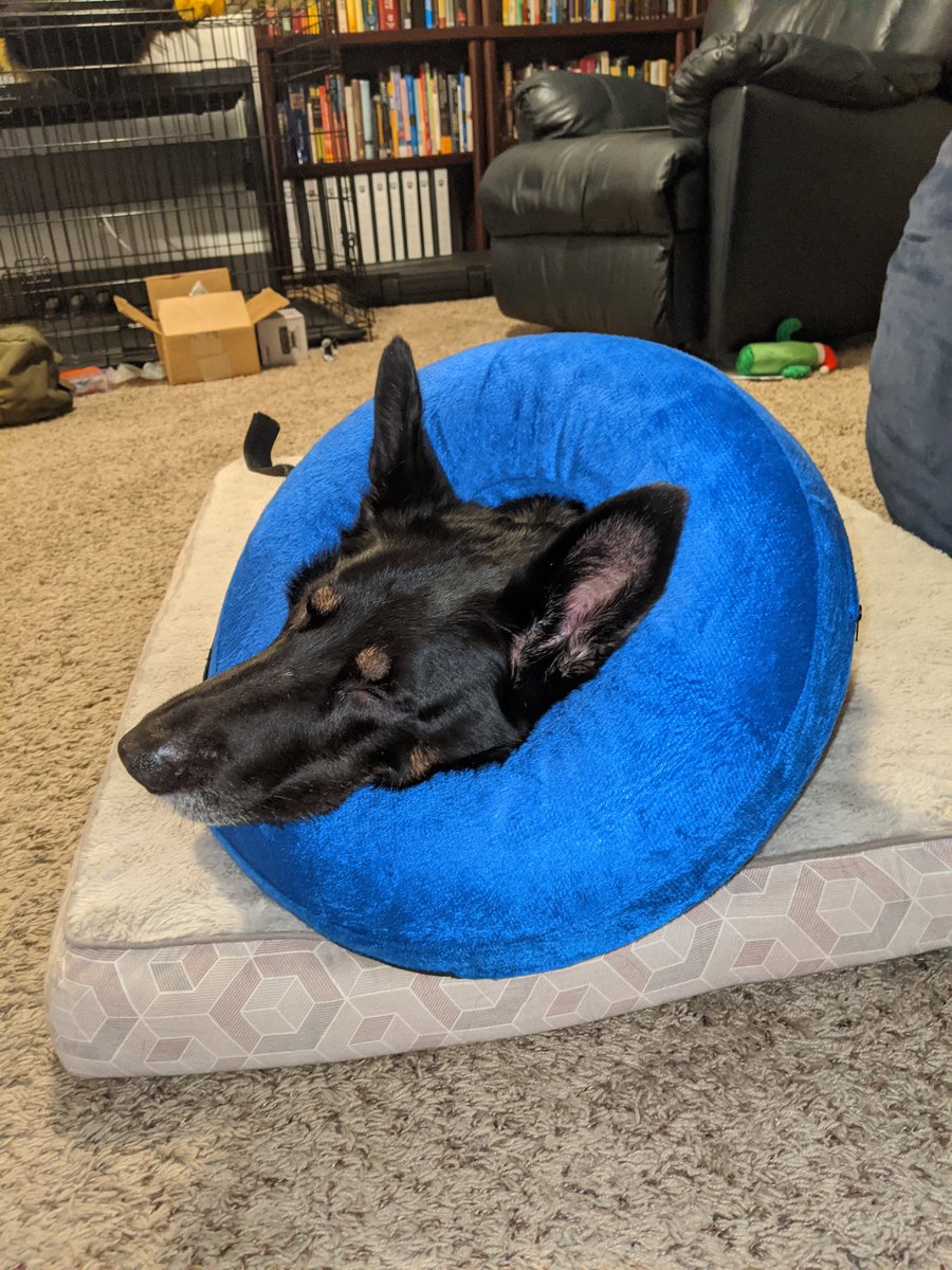 SammTheShepherd's tweet photo. 10/10 dogtors recommend inflatable cones https://t.co/f1kQTZNUh9