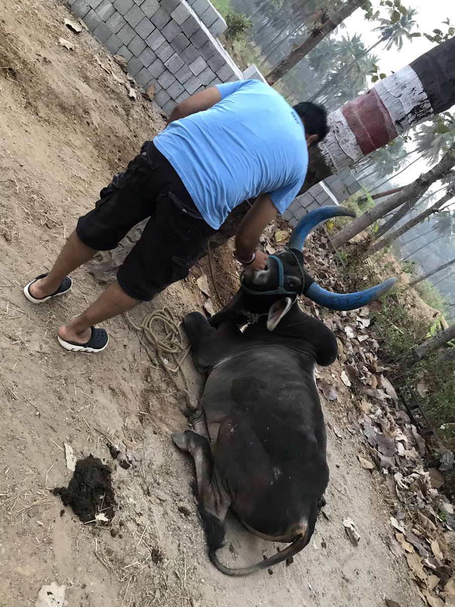 astitvam's tweet photo. Life in #YuvaFarm is absolutely wonderful. Spending time with gauri-Lakshmi and Harihara then hard work for 2 hours.
Breakfast and then a long study hour!!
Heaven.. https://t.co/uAXGXhrO87