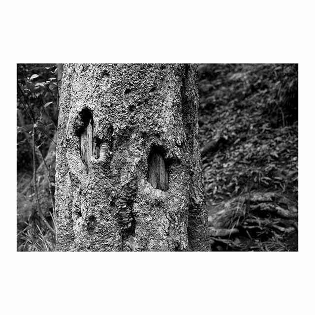 JolliffePhoto's tweet photo. #bush #scene #forest #nature #trees #tree #landscape #blackandwhite #bnw #mono #monochrom #leica #leicam246 #leicam #summilux #m246 https://t.co/XAojbLLDoM https://t.co/Y3DyAAFqww