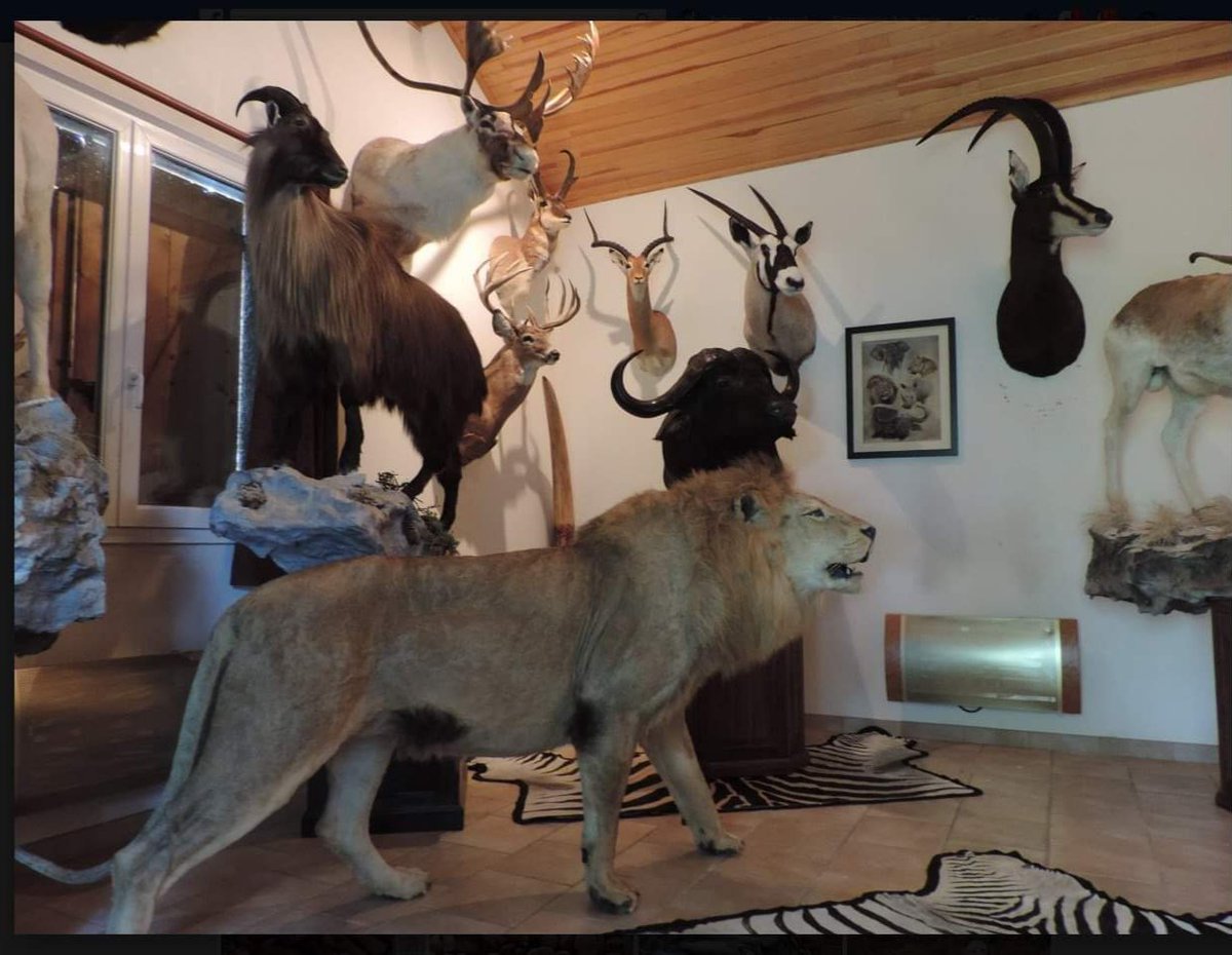 tigrenlion's tweet photo. Voilà, vous en savez plus sur la chasse au léopard que la majorité des nervis.
Un magnifique animal que le léopard. 
Tués par milliers pour compléter la collection dans le grenier d'un connard genre #JeanPierreBOUTINAUD
250 cotas juste en namibie
Pour lui, souvenir parmi d'autres https://t.co/MPDtYM1932