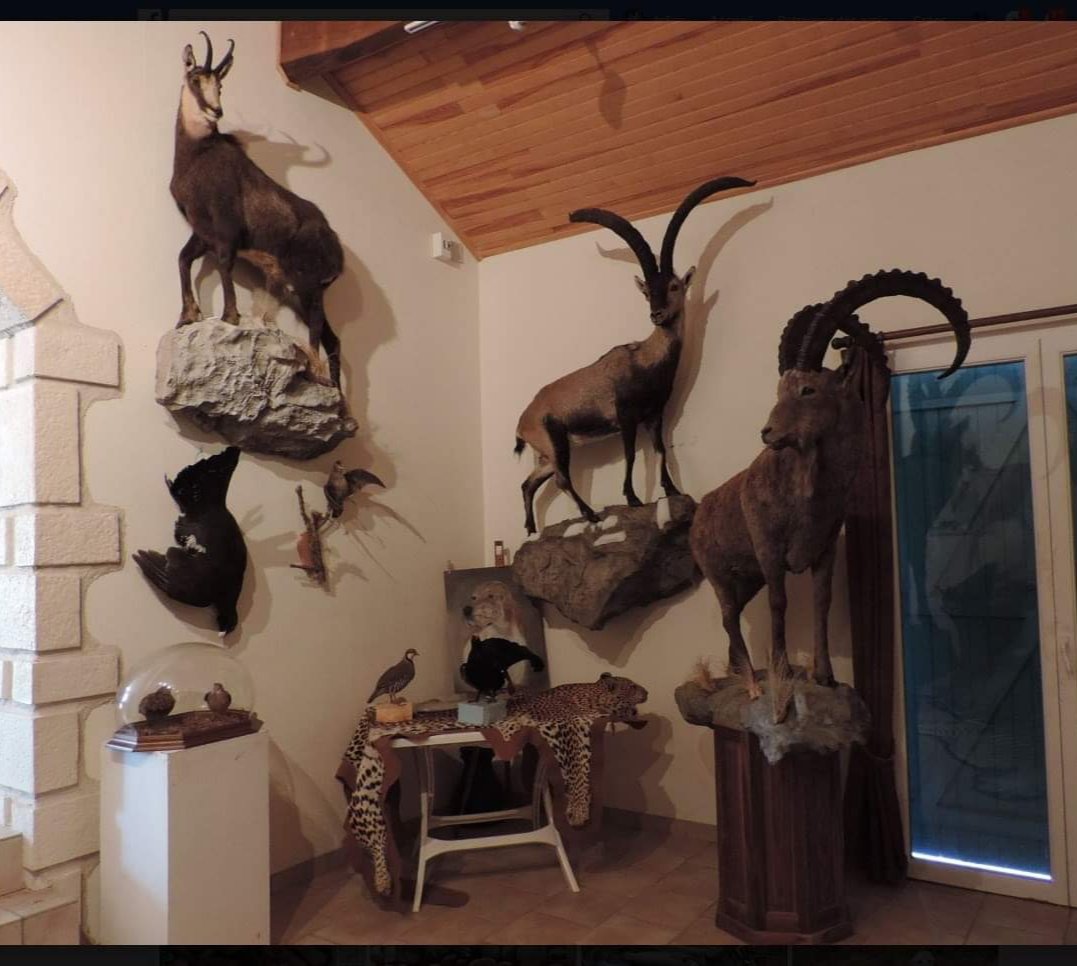 tigrenlion's tweet photo. Voilà, vous en savez plus sur la chasse au léopard que la majorité des nervis.
Un magnifique animal que le léopard. 
Tués par milliers pour compléter la collection dans le grenier d'un connard genre #JeanPierreBOUTINAUD
250 cotas juste en namibie
Pour lui, souvenir parmi d'autres https://t.co/MPDtYM1932
