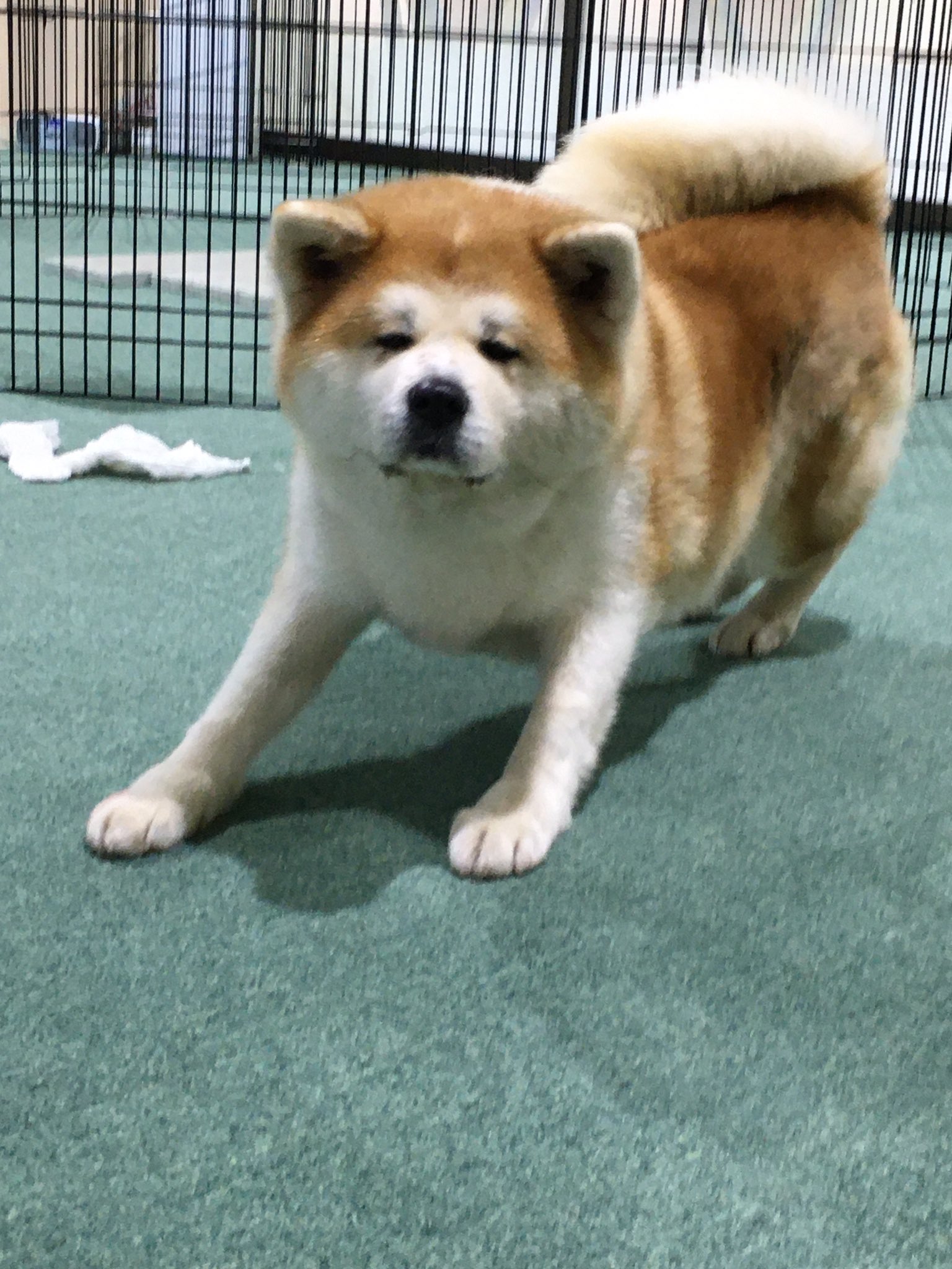 Twitter 上的 秋田犬の里 公式 秋田犬の里からお知らせ 本日3月3日 午後の部 13 15 16 15 赤毛の綺羅 きら ちゃん 9歳 が皆さんをお出迎え中です ぜひ秋田犬の里 秋田犬展示室に お越し下さい T Co 5u57vhibfm Twitter