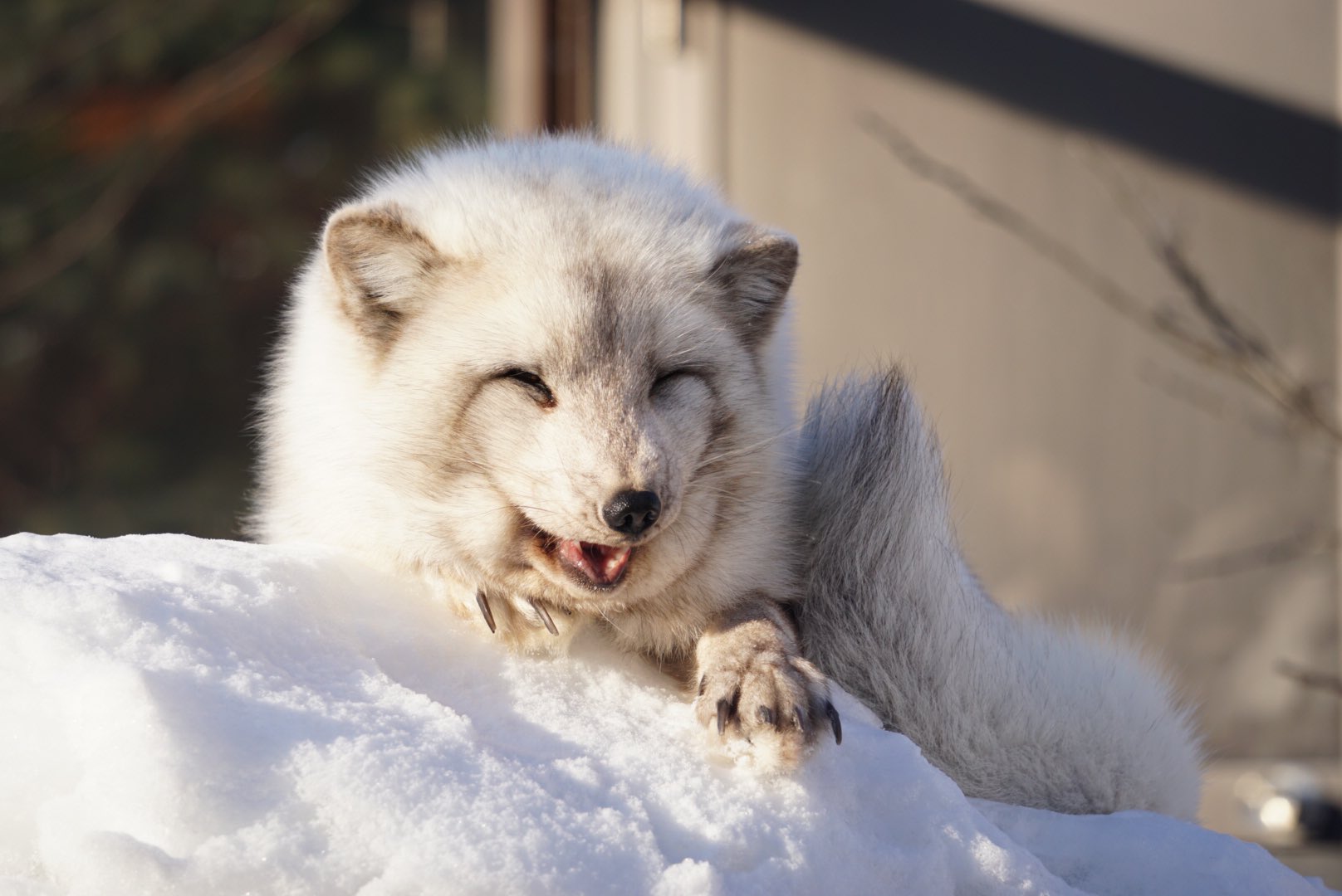 旭川市旭山動物園 公式 とある日のホッキョクギツネ 旭山動物園 Asahiyamazoo ホッキョクギツネ Arcticfox T Co 4mg5yacgrj Twitter