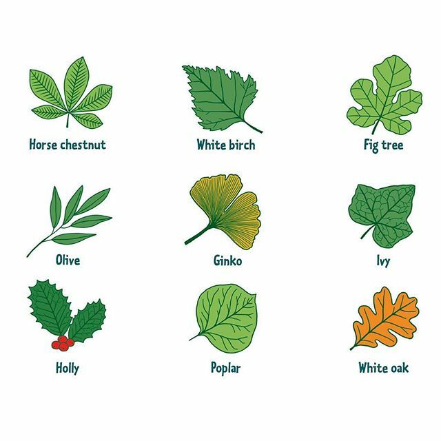 tactilehead's tweet photo. 👉 How many of these leaves can your 3yr old identify🍂🍃🌿 ? ⁣
⁣
Yet research shows that by the time a child in the US is three, they can recognize an average of 100 brand logos (a growing worldwide phenomena). Studies also show that if children are… https://t.co/FxxlFr8WsW https://t.co/Le6BEyu0YI