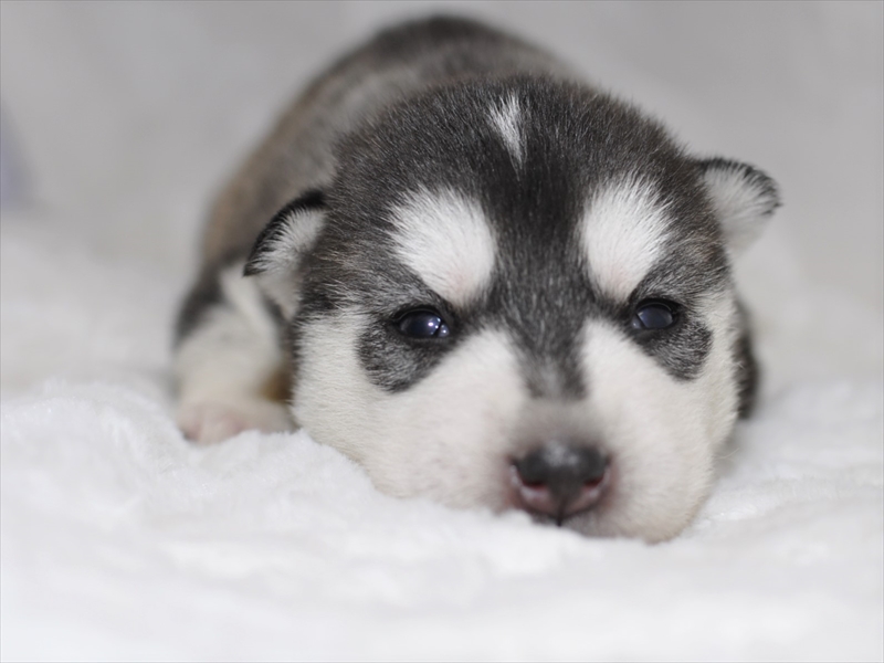 تويتر Target Search 菅沼 على تويتر シベリアンハスキー子犬販売中 撮影日 年3月9日 チョコオス1 チョコ オス ブラック オス ブラック メス 詳細は下記からどうぞ T Co 5uzmh0naoi シベリアンハスキー ハスキー 子犬販売 大型犬