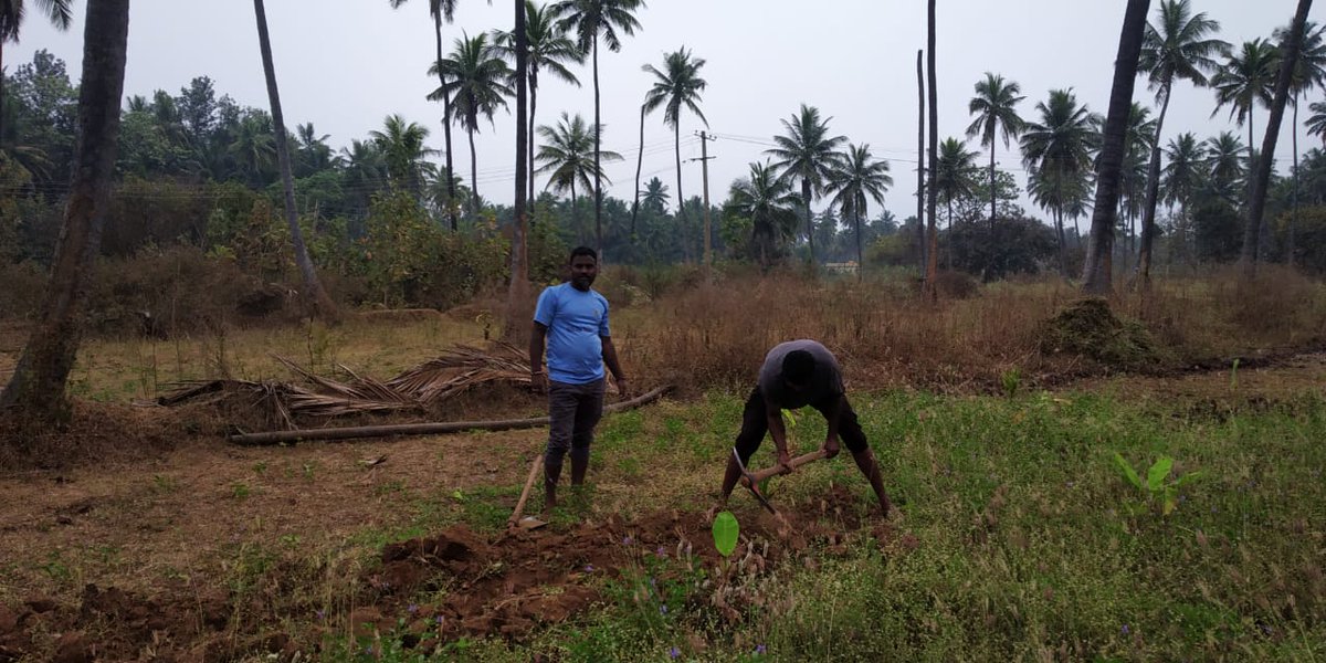 yuva_brigade's tweet photo. #YuvaFarm
Yuva Brigade, Bengaluru volunteers involved in organic farming at Yuva Farm located in Bengaluru Rural District. https://t.co/4hF7FLi0TL