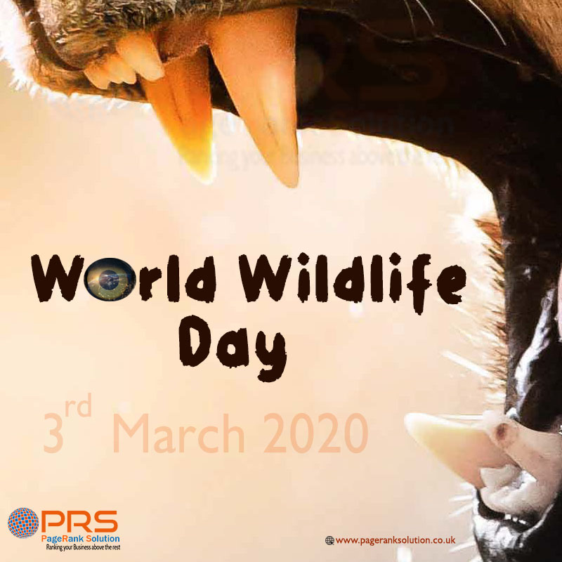 pranksolution's tweet image. If you can't #love #animals than you are not a #human
#WorldWildlifeDay