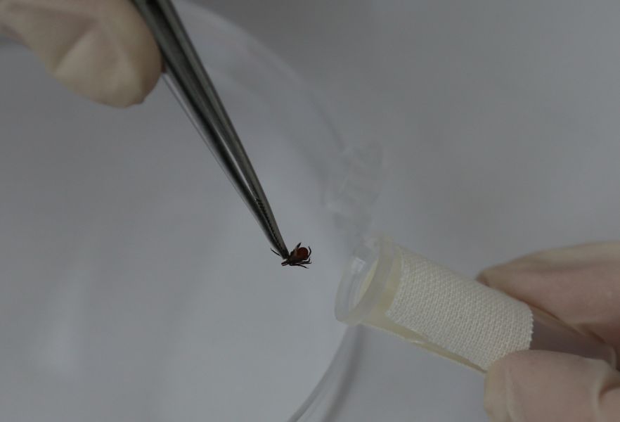 Эксперты спрогнозировали раннюю активность клещей в Красноярском крае
gnkk.ru/news/yeksperty…