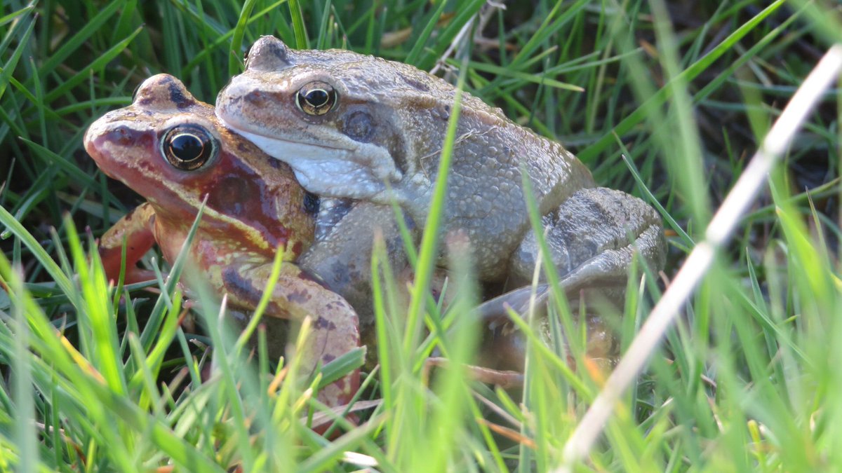 Thomas Simpson (@_tomsimpson) on Twitter photo All this wet weather has been good for some. The <a href="/ggpwildlife/">Gatwick Greenspace</a> team spotted this pair of #friskyfrogs on their way to add some #spawn to <a href="/CWFarmnews/">Friends of Chesworth Farm</a> pond. <a href="/HorshamWildlife/">The Warden</a> All this wet weather has been good for some. The <a href="/ggpwildlife/">Gatwick Greenspace</a> team spotted this pair of #friskyfrogs on their way to add some #spawn to <a href="/CWFarmnews/">Friends of Chesworth Farm</a> pond. <a href="/HorshamWildlife/">The Warden</a>