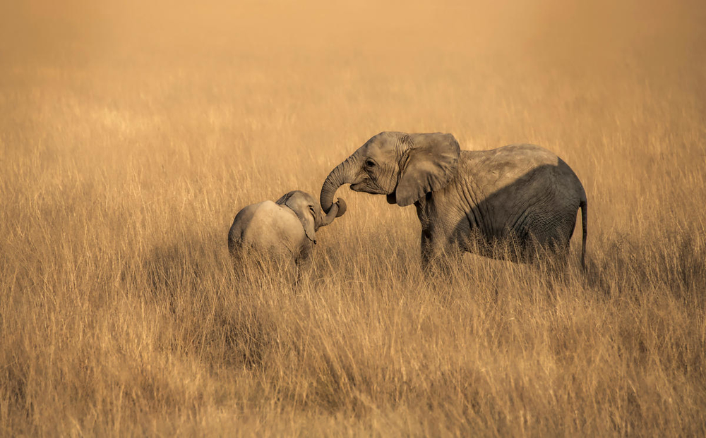 WWF_Kenya's tweet photo. It’s #WorldWildlifeDay together we celebrate their cultural significance - One of the least recognised yet most important contributions of wildlife to human well-being #NiSisiSote. What are the names that signify or are inspired by wildlife in your community or culture? https://t.co/Bnvo1mdNSv