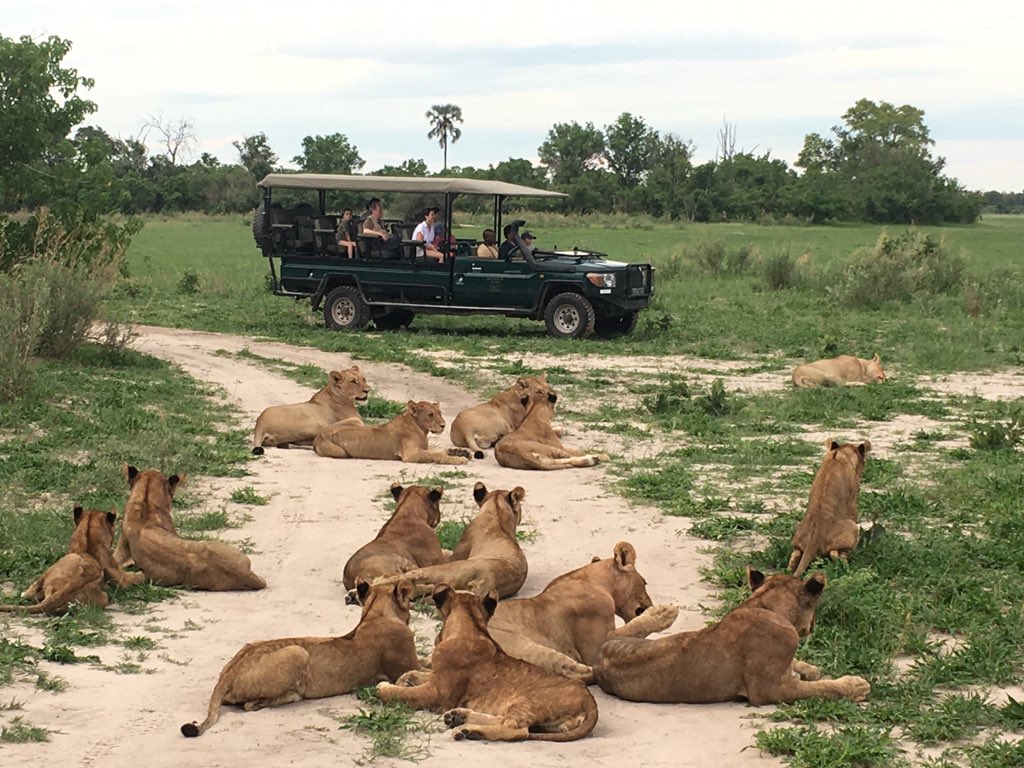 “I don’t want to go on #safari in the green season because i don’t think i’ll see any animals” #Botswana #mobilesafari #wildlife