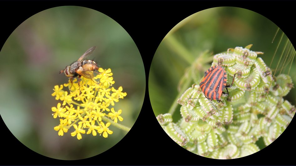AshikaNayan's tweet photo. https://t.co/atd54R8D4m
Hundreds of novel viruses discovered in insects #Entomology #poultryfarming #animalhealth #VeterinaryResearch #AnimalWelfare #Camelresearch #EquineScience #AnimalBreeding #AnimalNutrition #veterinarysurgery #AnimalHealth #veterinary #veterinarynursing https://t.co/CiVFTxmjqI
