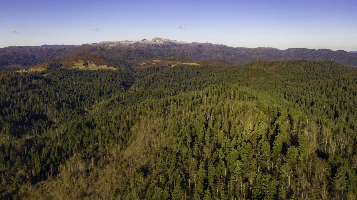 CroatianWay's tweet photo. Healthy forest, rich land, pure water are worth more than the gold. 
Diamonds of the hidden Croatia ❤
#PlantATree #ecology #Sustainability #Travel #green #Croatia #Lakers https://t.co/DfQ4d1IbSt