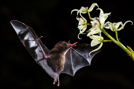 AshikaNayan's tweet photo. https://t.co/atd54R8D4m
Vampire bat immunity and infection risk respond to livestock rearing #veterinarynutrition #animalbreeding #veterinarytoxicology #animalproducts #animalsupplement #veterinaryinfections #animaldiseases #Veterinary #VeterinaryMedicine #poultry #OneHealth https://t.co/5229j8bNhR