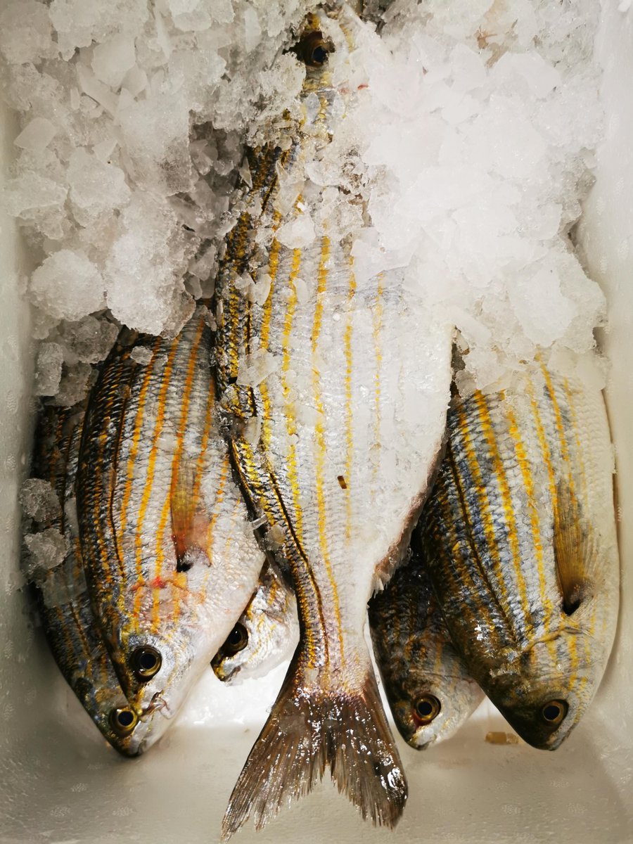 We had some great looking salpa in at James Knight as part of our specials.