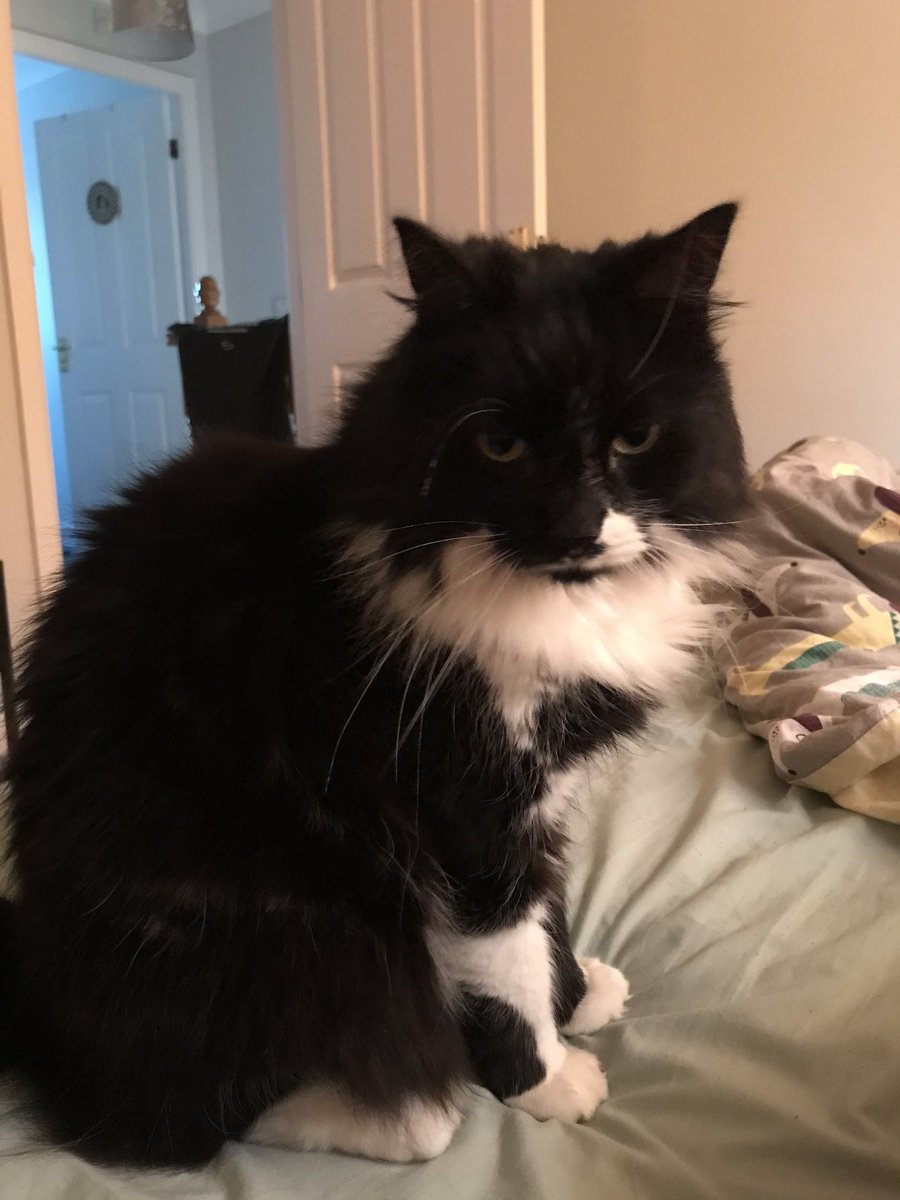 katelittle's tweet photo. Had a lie-in planned until 7.30 but this cat said no. Thanks for the alarm call, Orwell π€¨ #fluffyevil https://t.co/AW7oM8Glyk