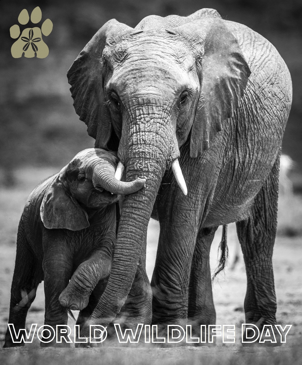 Enasoit_Kenya's tweet photo. Today we’re reminded of the great privilege we have at Enasoit to live in true wilderness surrounded by wildlife, and the great responsibility that comes with this to protect this land and the animals that roam here freely. 
#WorldWildlifeDay2020 #WWD2020 #WildlifeConservation https://t.co/2IwfqXsUSg