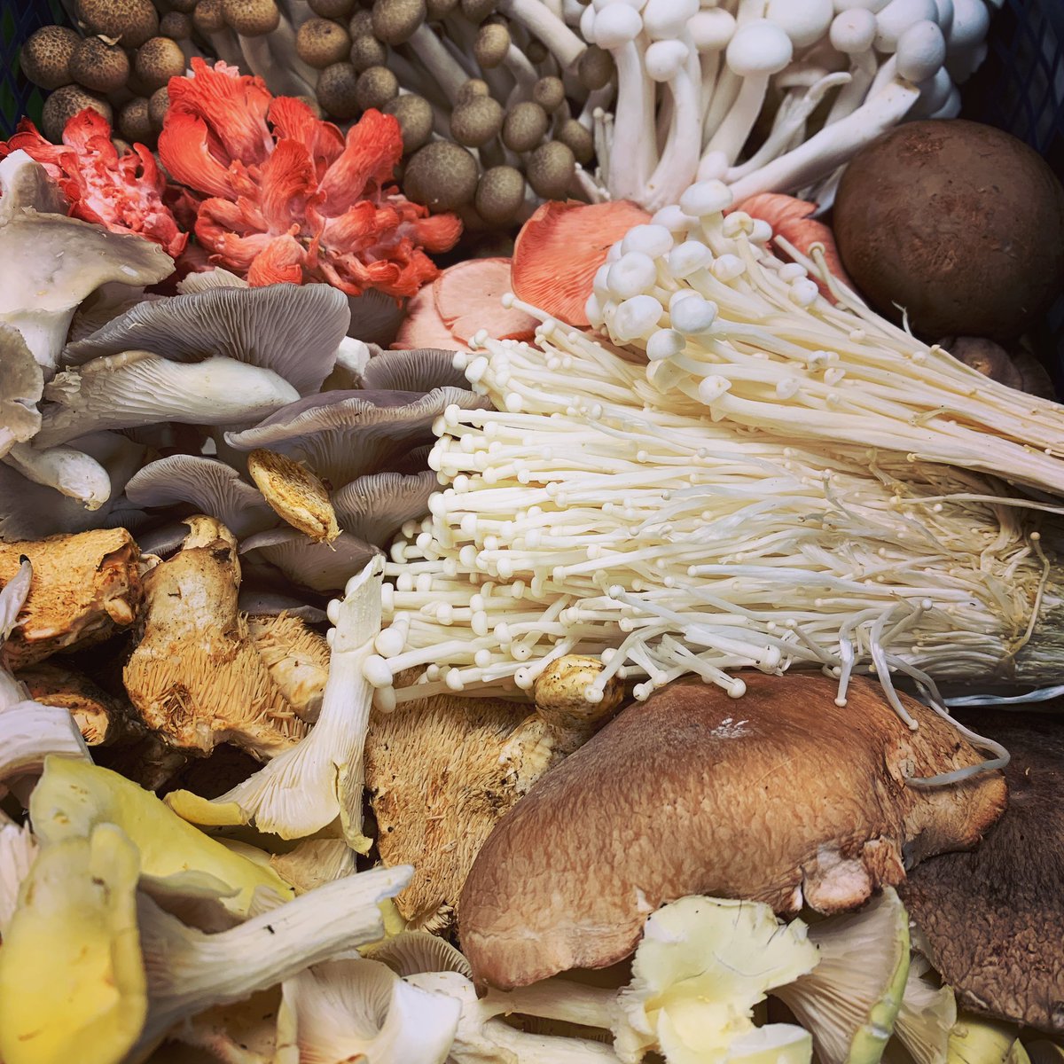 We’re so proud of our seasonal selection of exotic mushrooms at Hoole Food Market.

#Mushrooms
#WildMushrooms
#ExoticMushrooms
#PinkOyster
#YellowOyster
#GreyOyster
#KingOyster
#Enoki
#WhiteShimeji
#BrownShimeji
#PiedDuMouton
#Shiitake
#Portabello
#Eryngi

#Hoole
#Chester