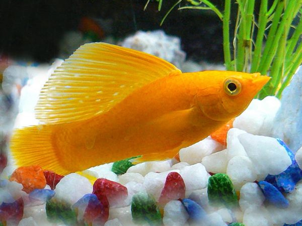 ADirectrory's tweet photo. Order Pair of Sunset Sailfin Molly with confidence!
Price starts from 1.70 GBP
Tag a friend who would love this!
Place an order at https://t.co/sy8OwELRU9
#molly #poecilia #sailfin #sunset #velifera
#copepods https://t.co/1g8WG3lqhU