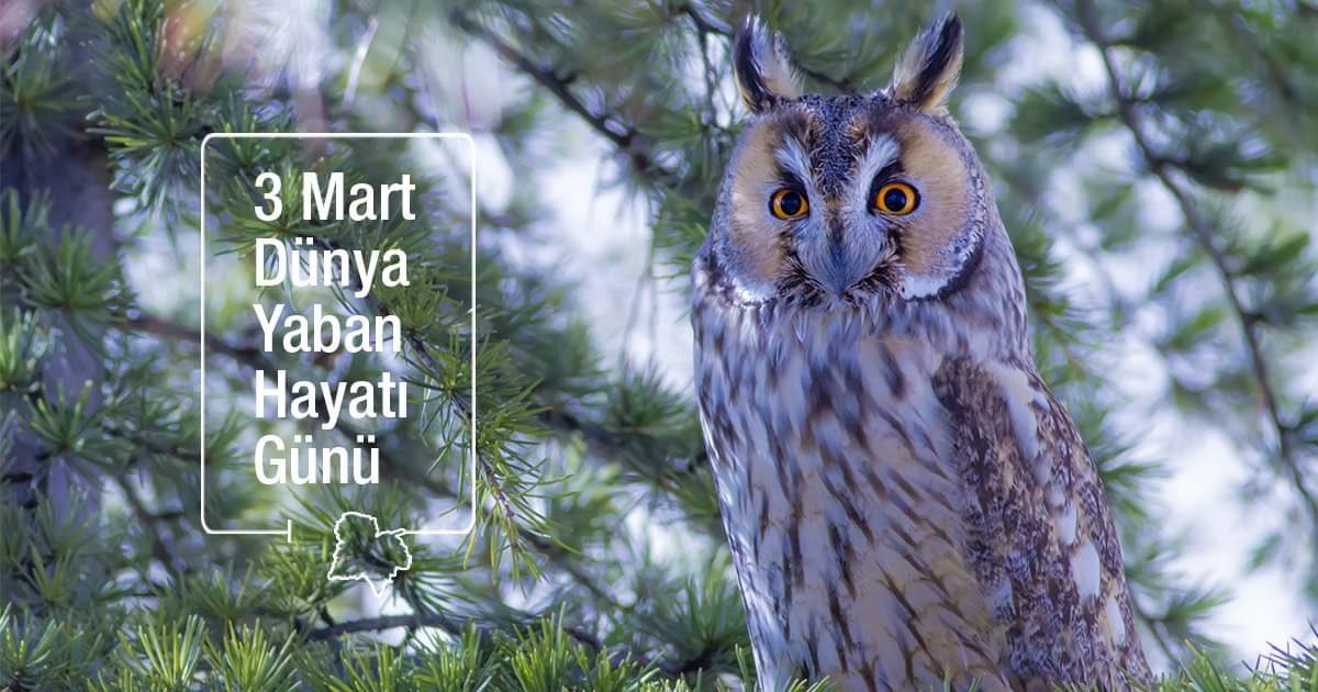 dogavesehirler's tweet photo. Bugün #yabanhayatıgünü 🦊Şehirlerde yaban hayatının varlığı, yeşil ve doğal alanların yaşam alanı sağlama hizmetleriyle doğrudan ilgilidir.
@dkm_dogakoruma @DiyalogProjesi #WWD2020 #SustainingAllLife #dogavesehirler #natureandcities #civilsocietydialoguenetwork https://t.co/VWLZk7CCjW