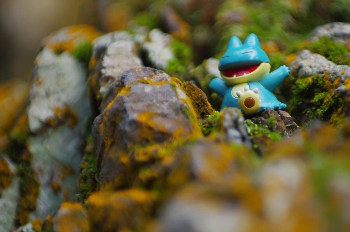 リアポケ No 446 ゴンベ Munchlax 下山中 ポケモン写真 ポケモン野外撮影 Toyphotography Pokemon Realpokefinder Realpokemonsnap リアルポケファインダー リアルポケモンスナップ ザ ポケモンバトル T Co Hienwzxupk