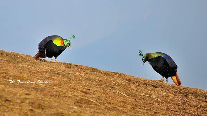 Travellingslack's tweet photo. A pair of #Himalayan #Monals on occasion of #WorldWildlifeDay

#Chopta #Tungnath #Uttarakhand https://t.co/lK1BAWzsgb