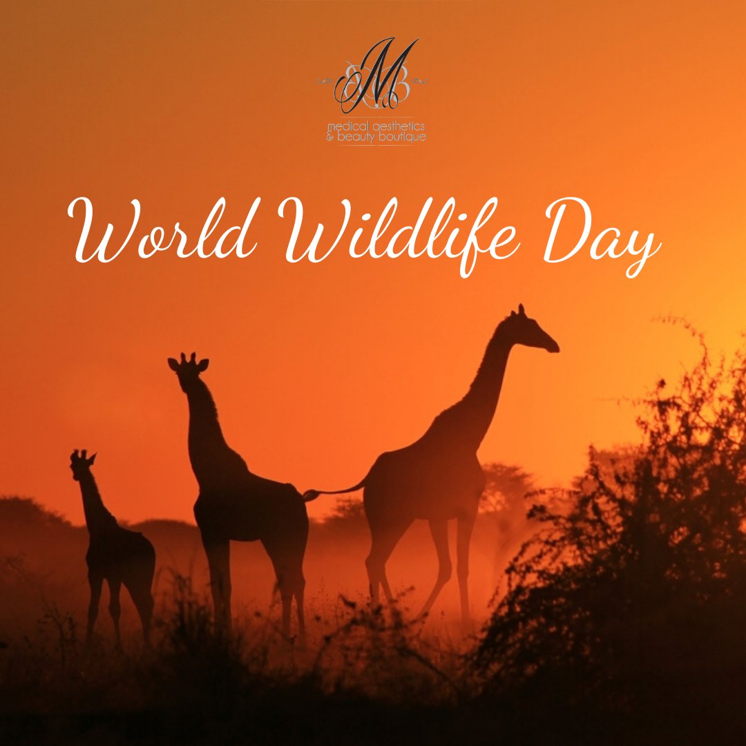 Do one thing today to protect the world's wildlife, treat animals like your family members !

Happy World Wildlife Day today.

#drsusan #worldwildlife #kindness #caring #saveouranimals #mbbsalon #protection
