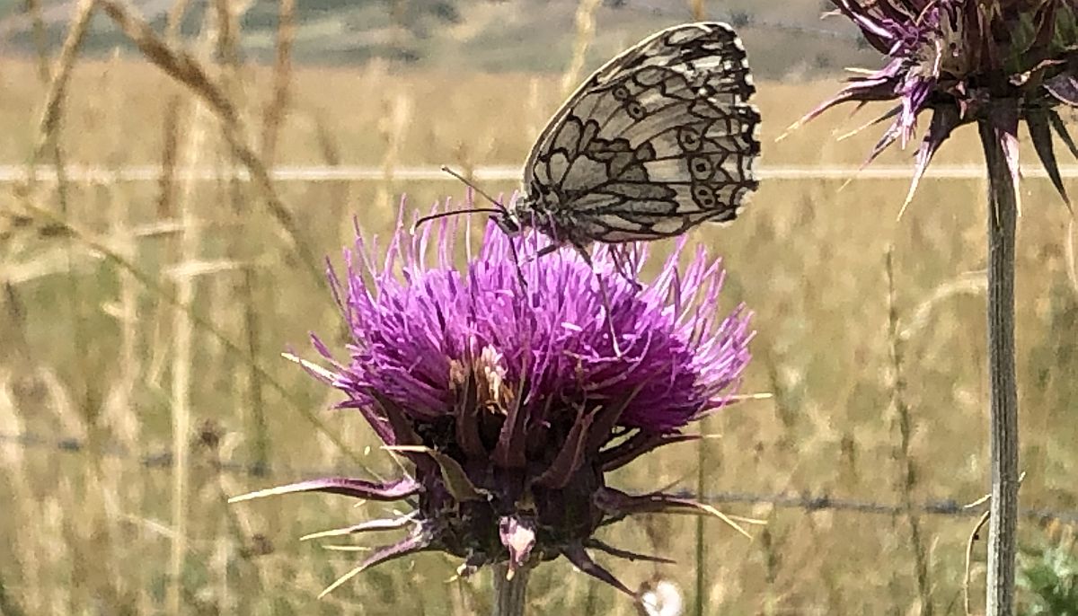 It's World Wildlife Day and we are still lucky to see evidence of nature and biodiversity every day here in #Marche.  We have marvelled at butterflies 🦋 we've never seen before and even spotted porcupines!  
#WWD2020  #SustainingAllLife, #WorldWildlifeDay,#Biodiversity2020