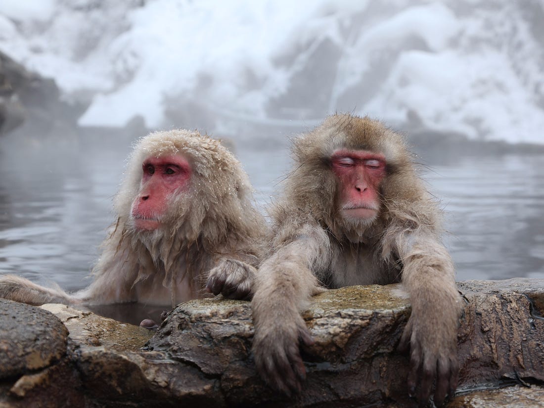 kni_japan's tweet photo. Japan is famous for its hot springs but surely you've heard of a Monkey Onsen. Monkey Onsen: Best Places To Seeing Snow Monkeys in Japan #monkeyonsen #hotspringmonkey #onsenhotpools #onsenryokan #ryokan #japan #onsen #kyoto https://t.co/Ocpxgr85iy