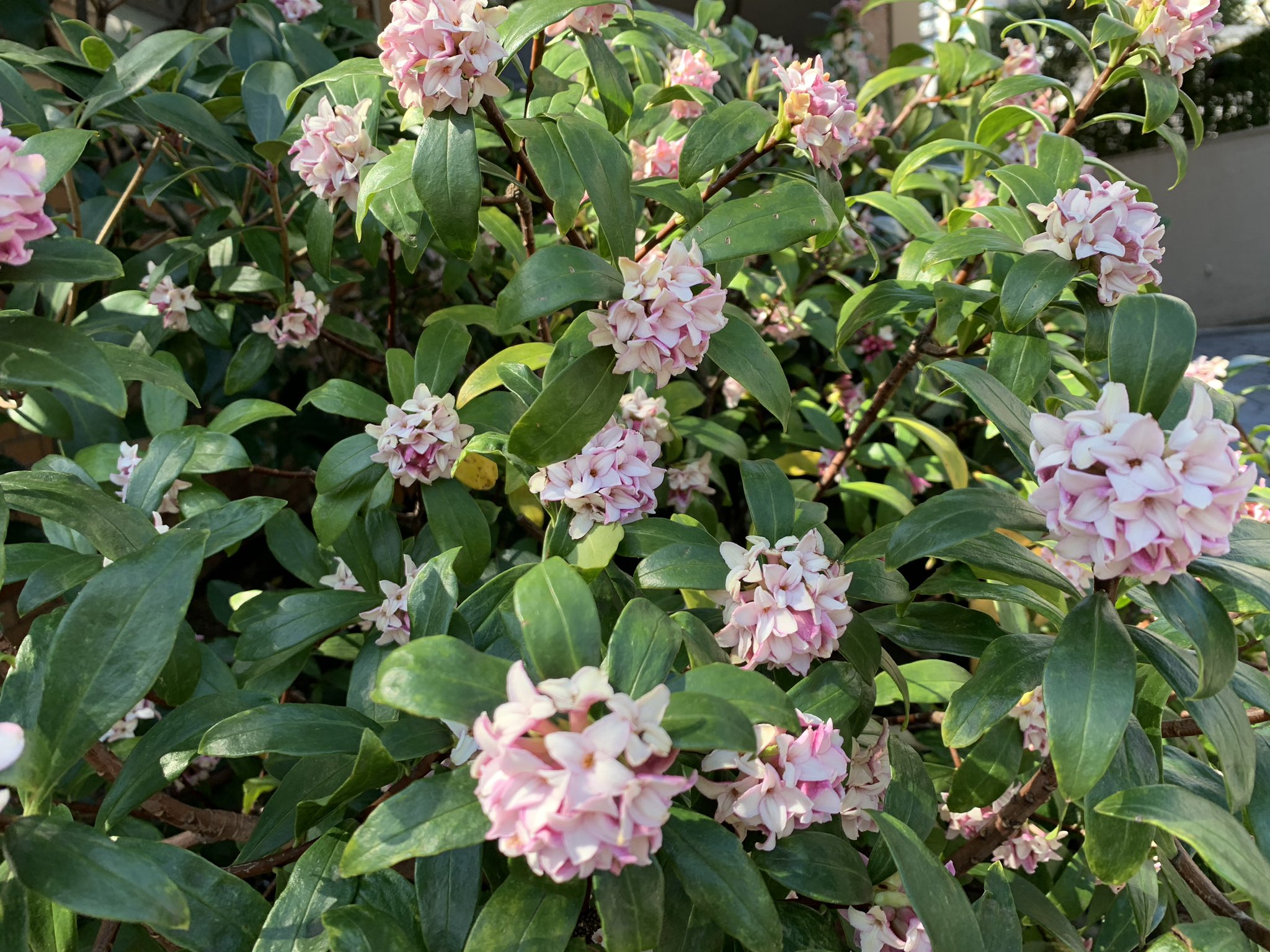 中西圭三 V Twitter 街が沈丁花の香りに包まれていい季節ですねぇ マスク 花粉が残念ですが