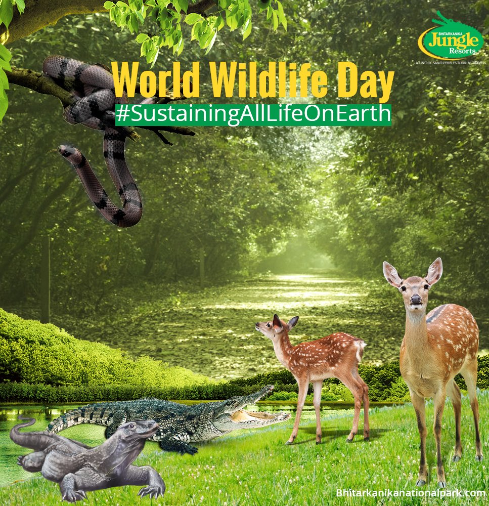Bhitarkanika's tweet photo. An opportunity to celebrate the beautiful and varied forms of wild fauna and flora and to raise awareness of the various challenges faced by these species. @Bhitarkanika wishes you a #WorldWildlifeDay for a more caring, thoughtful and sustainable relationship with nature. https://t.co/JLA8Jh96bl
