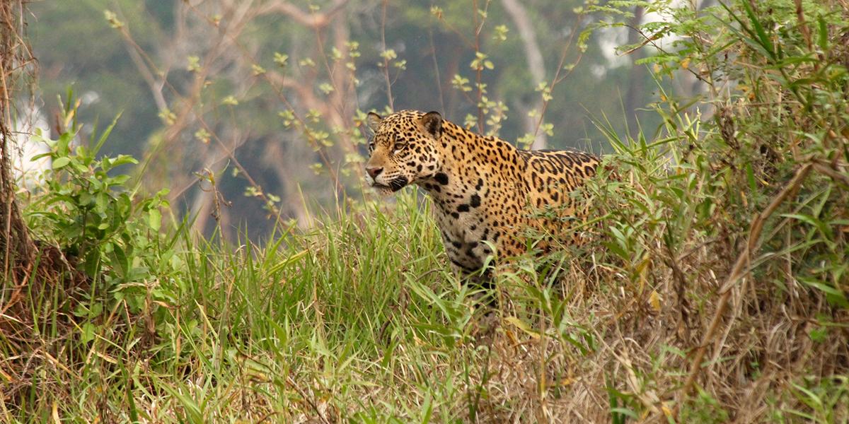 ecotours's tweet photo. Join us in Jaguar country, come with us to visit the Pantanal https://t.co/xqgzQUZIvX https://t.co/w48dNos8Dj