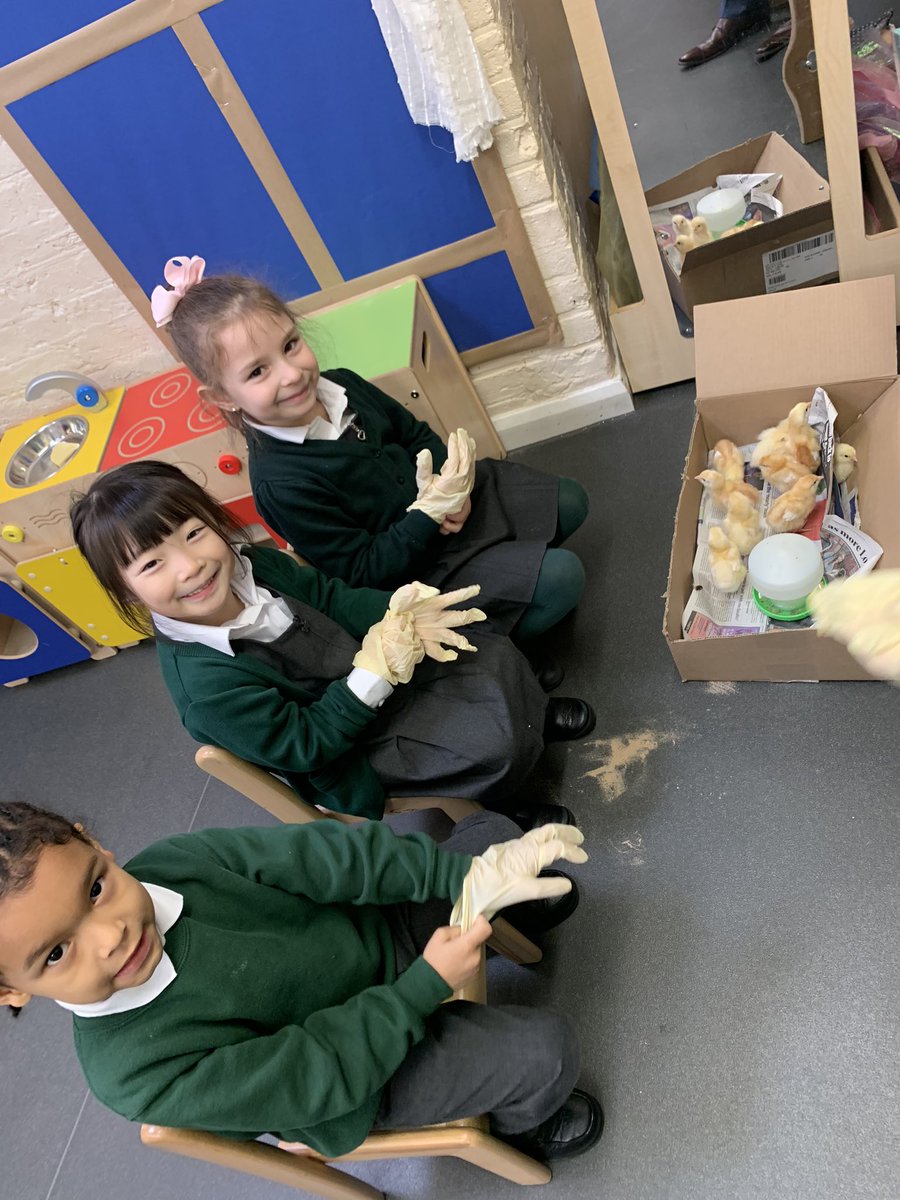 HTStBarnabas's tweet photo. Reception Class love looking after their chicks, even the cleaning up. https://t.co/leORDj8SKS