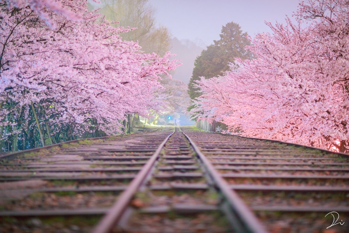 usalica's tweet photo. 桃源郷へ続いているかのような、幻想的な夜桜のトンネルと廃線。

#追憶の桜2020 https://t.co/oHsGRaLKWG