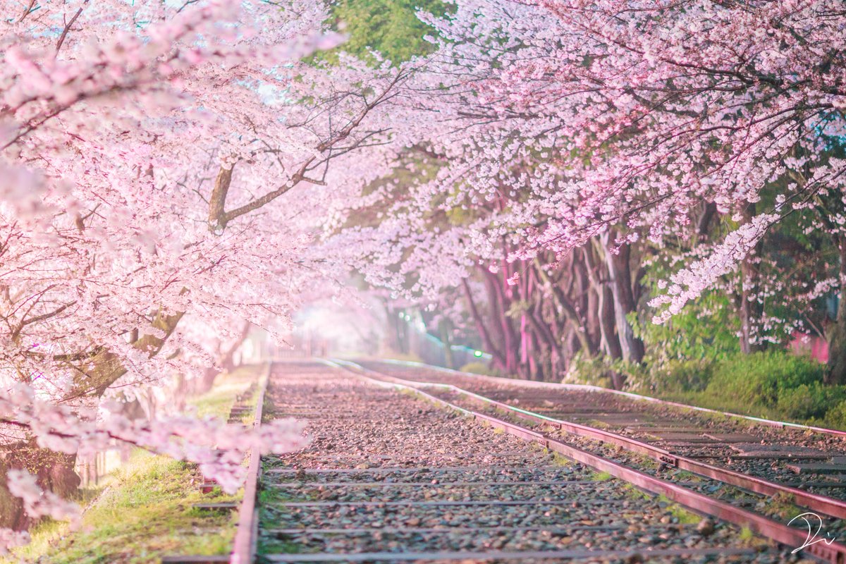 usalica's tweet photo. 桃源郷へ続いているかのような、幻想的な夜桜のトンネルと廃線。

#追憶の桜2020 https://t.co/oHsGRaLKWG