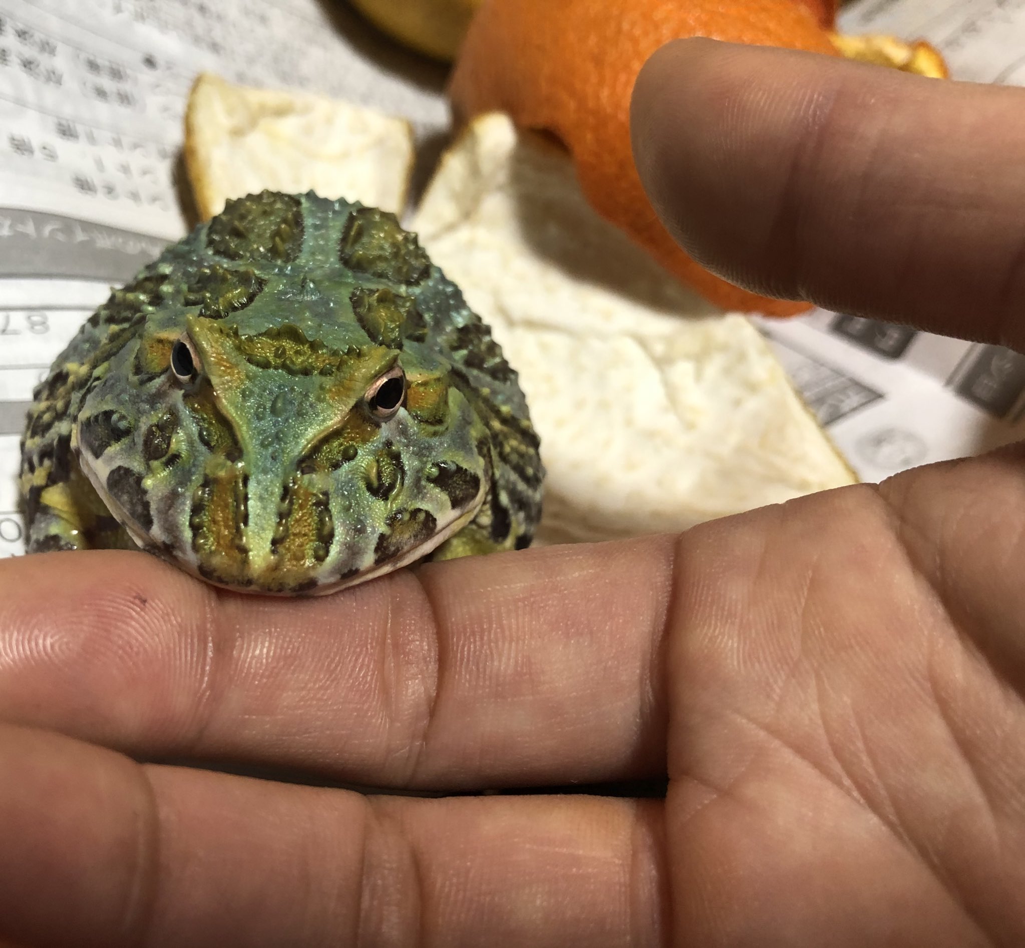 和田千夜美 我が家のベルちゃん顎のせができるようになりました 可愛い カエル ベルツノカエル 可愛い 和田千夜美 我が家のベルちゃん顎のせができるようになりました 可愛い カエル ベルツノカエル 可愛い