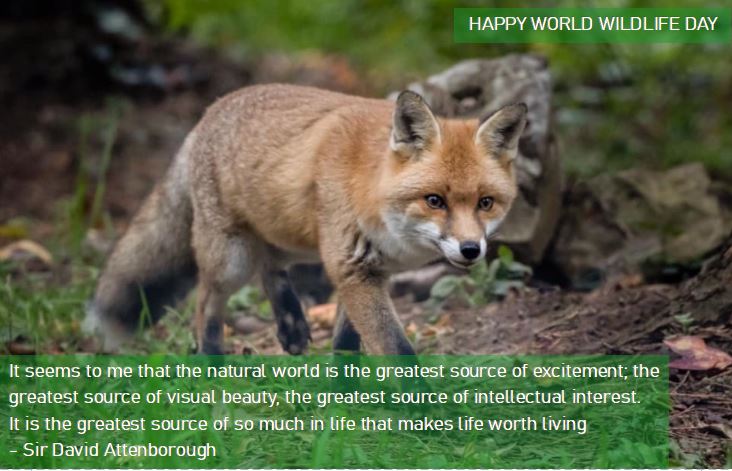 WildwoodTrust's tweet image. #WorldWildlifeDay2020 #conservation #friendsoftheearth