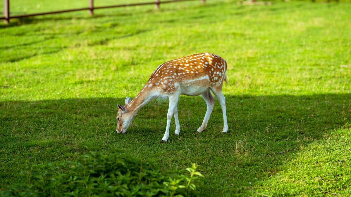 SmartAgriHubs's tweet photo. Agriculture is the link between #man and #nature. SmartAgriHubs helps bring #innovative #technologies that not only help increase the #productivity of the sector but also help #reduceimpact on the #environment. On #WorldWildlifeDay2020 let's bring humans closer to nature! ๐ฆ๐บ๐ฆ https://t.co/jTtZayklWj