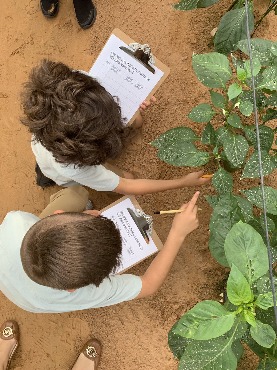ArborDubai's tweet photo. Our peppers have grown so much! The @ArborYear4 students are in the Bio Farm analysing the crops and recording their findings before the eagerly awaited harvest date. Watch this space... #ArborDubai #ArborBioFarm #HarvestingPeppers #OrganicFarmDubai #BritishSchoolsinDubai https://t.co/IwdKYDrfKn