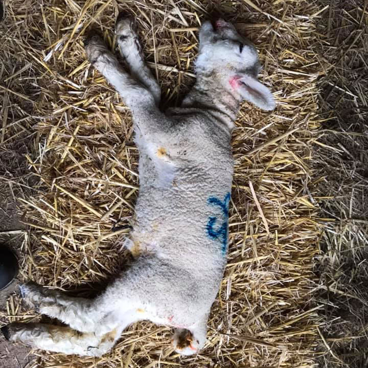 Newborn lamb killed by dog minutes after being turned out #Winchcombe #Gloucestershire

Farmer Russell Scudamore said the two-day-old Suffolk cross Texel lamb was attacked by a brown terrier on Tuesday 25 February 2020.

Read more > zcu.io/W172 
#ruralcrime