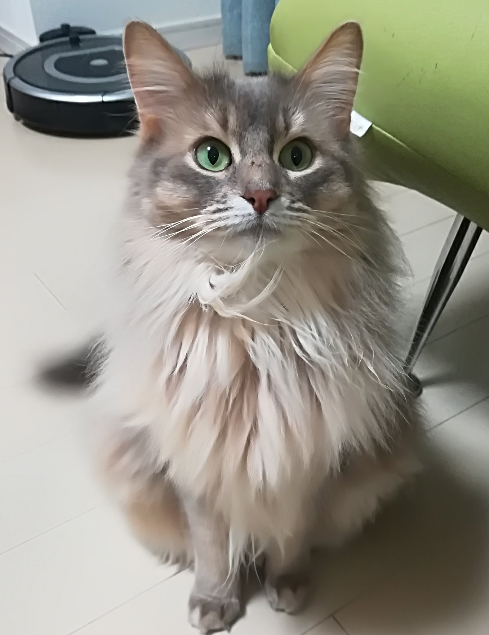 Nekonekomaemae A Twitter こちらを凝視 猫 ソマリ ソマリブルー ねこ ネコ Cats 猫日記 T Co Nsa0lcidaq Twitter