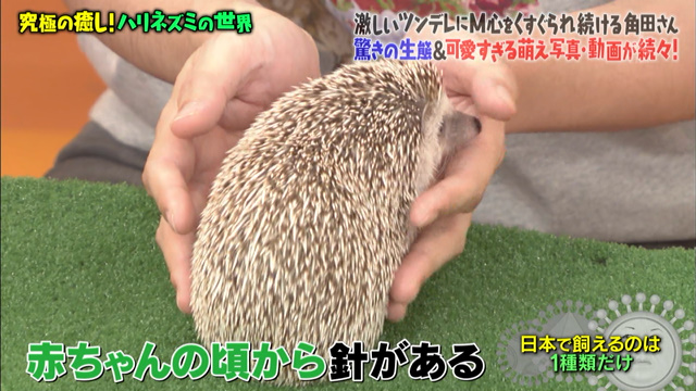 ハリネズミはツン9割デレ1割 ネコの比じゃないツンデレ生態にm心をくすぐられまくり マツコの知らない世界 Togetter