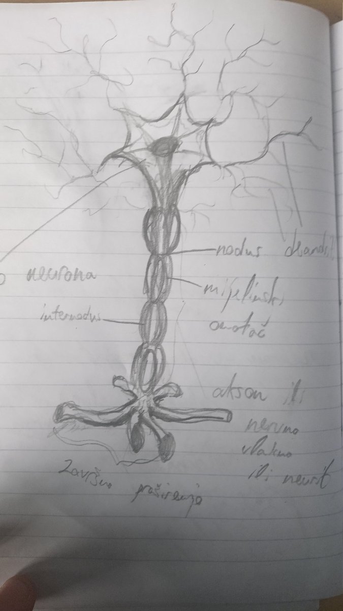 p4_st3's tweet photo. Nerve cell https://t.co/SkUUgI6mZn