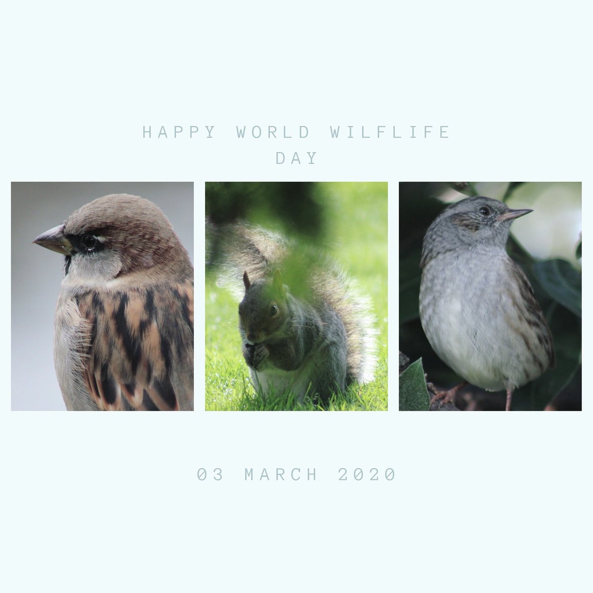 StudentForTrees's tweet photo. Happy #WorldWildlifeDay!
Many birds, insects and animals are highly reliant on trees for their existence. We're not only trying to save the planet for ourselves, but for the hundreds and hundreds of other creatures who call it home too!
#studentsfortrees #treecharter https://t.co/hvFeMoZp98