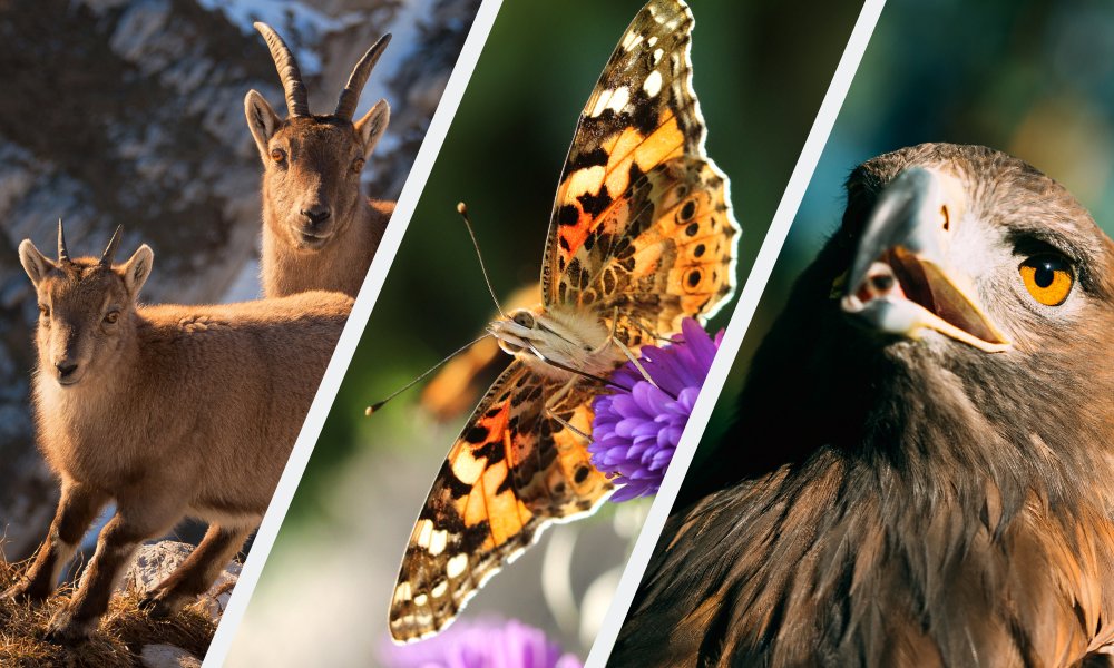 AnemMontagne's tweet photo. En ce mardi 3 mars, nous célébrons la Journée Internationale de la vie sauvage ! L'occasion de rappeler le rôle essentiel d'un équilibre entre celle-ci et les activités humaines sur nos territoires de montagne #LoiMontagne #JournéeMondialeDeLaVieSauvage https://t.co/tbgL2nOoHP