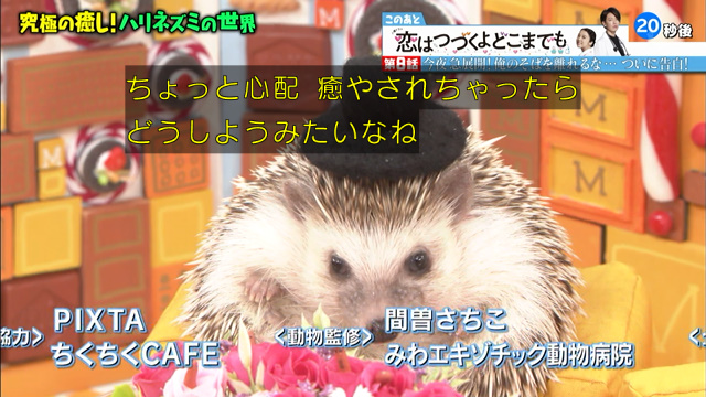 ハリネズミはツン9割デレ1割 ネコの比じゃないツンデレ生態にm心をくすぐられまくり マツコの知らない世界 2ページ目 Togetter ハリネズミはツン9割デレ1割 ネコの比じゃないツンデレ生態にm心をくすぐられまくり マツコの知らない世界 2ページ目 Togetter