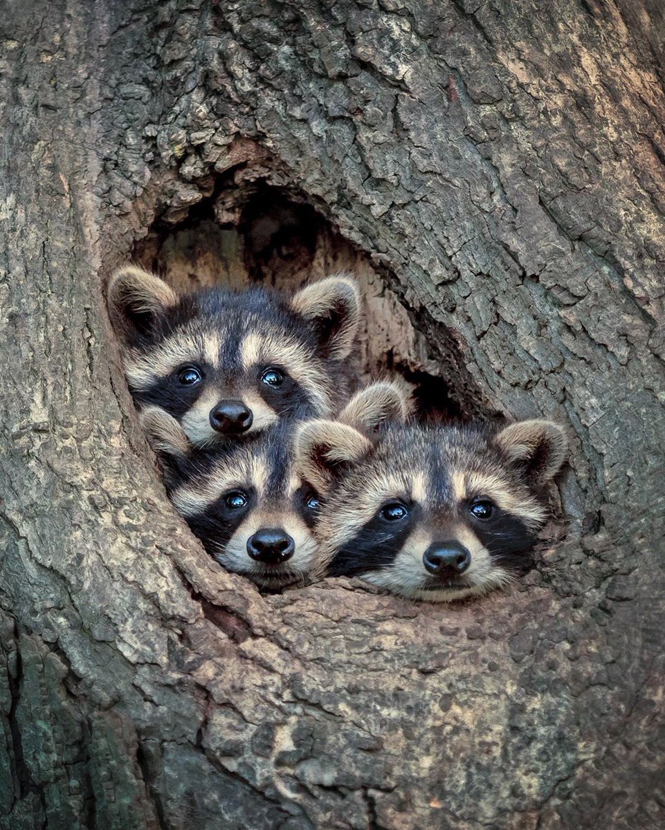 A family of adorable trash pandas🥰

📸 kevinbiskaborn | IG