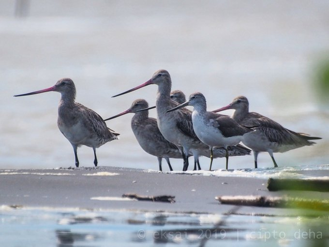 seputaranjambi's tweet photo. #explorejambi #exploresumatra #jelajahjambi #pesonaindonesia @KementerianLHK @GreenpeaceID @mongabay
pic by: @cipto_dh: size comparison between Bar Tailed Godwit and Nordmann Greenshank in Cemara Beach, Jambi. Many Thanks for your support of @waderquest @EAAFP @BKSDAJambi https://t.co/RKalpGYMyP
