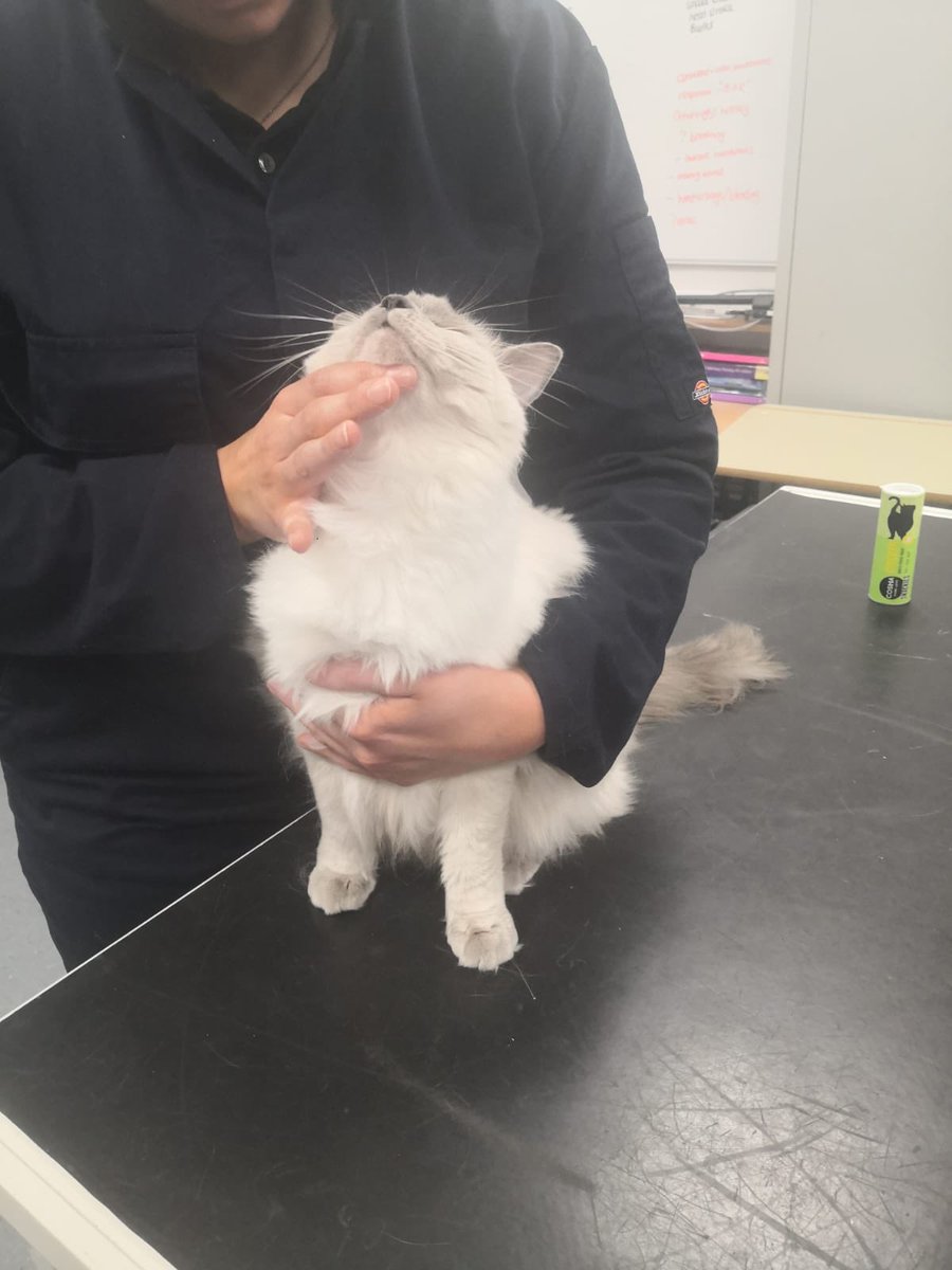 RHC_VetNursing's tweet photo. Last week our HE #VetNursing students had 2 beautiful ragdoll kitties, Esther & Darwin, and Izzy the gorgeous black moggy to practice handling & restraint on! π» They were the BEST patients. #ReaseheathVetNursing https://t.co/88HTIIDjX0