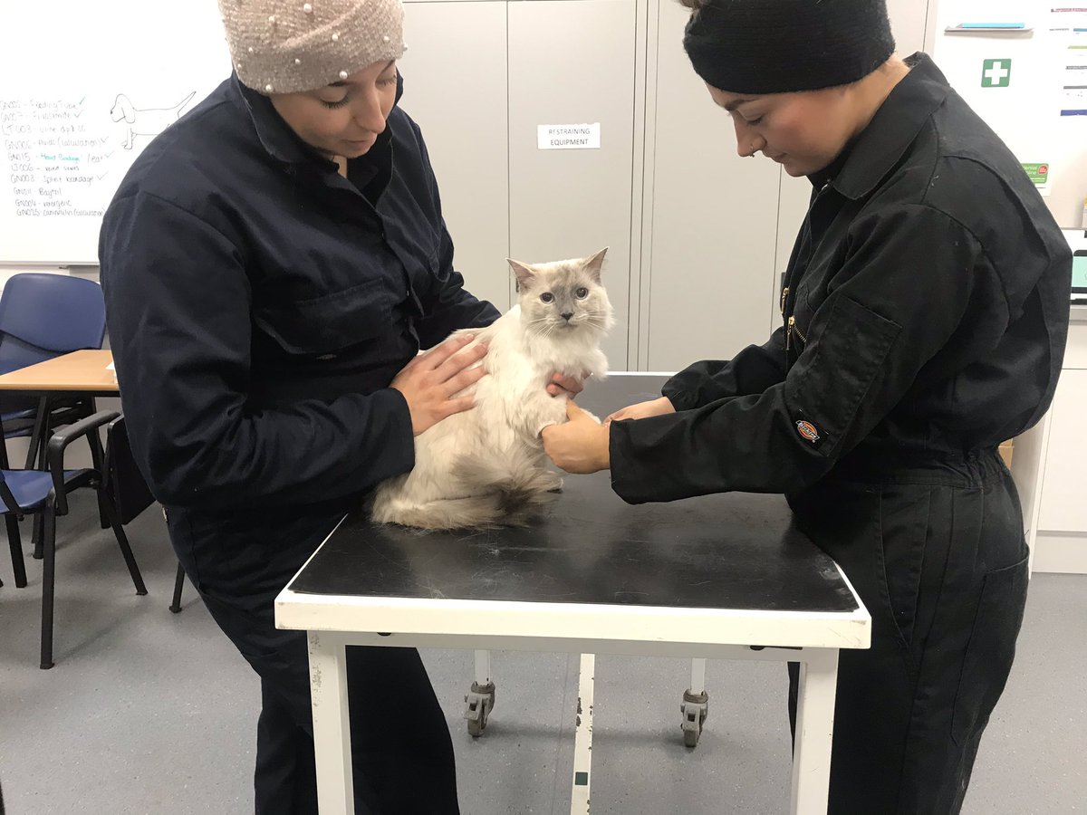 RHC_VetNursing's tweet photo. Last week our HE #VetNursing students had 2 beautiful ragdoll kitties, Esther & Darwin, and Izzy the gorgeous black moggy to practice handling & restraint on! π» They were the BEST patients. #ReaseheathVetNursing https://t.co/88HTIIDjX0